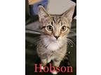 Adopt Hobson a Gray, Blue or Silver Tabby American Shorthair (short coat) cat in