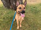 Adopt CHAWPS a Brown/Chocolate - with White German Shepherd Dog / Mixed dog in