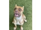 Adopt THOR a Tan/Yellow/Fawn Mastiff / Mixed dog in San Martin, CA (33460259)
