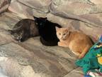 Adopt Soy Sauce a Black (Mostly) American Shorthair / Mixed (medium coat) cat in