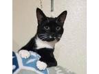 Adopt Jade a Domestic Shorthair / Mixed cat in Hamilton, GA (33465845)