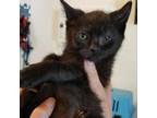 Adopt Nor a Domestic Shorthair / Mixed cat in Hamilton, GA (33465847)