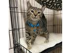Adopt Alaric a Domestic Shorthair / Mixed cat in Hamilton, GA (33465840)