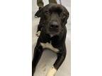 Adopt cane a American Pit Bull Terrier / Mixed dog in Beebe, AR (33465974)