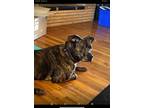 Adopt Levi a Brindle American Staffordshire Terrier / Mastiff / Mixed dog in