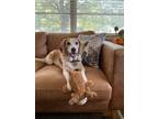 Adopt Harrison a White - with Brown or Chocolate Beagle / Mixed dog in