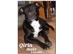 Adopt Qirin a Black - with White Australian Cattle Dog / Mixed dog in DeForest