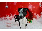 Adopt Prairie a White - with Black Australian Cattle Dog / Mixed dog in