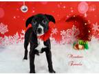 Adopt Meadow a Black - with White Australian Cattle Dog / Mixed dog in DeForest