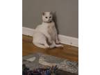 Adopt Finn a White American Shorthair / Mixed (short coat) cat in Barhamsville