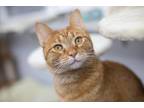 Adopt Nemo a Orange or Red Tabby Domestic Shorthair (short coat) cat in