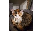 Adopt AppleTini and Rummy a Calico or Dilute Calico Calico / Mixed (short coat)