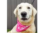 Adopt Dazy - Lovely Girl! a Labrador Retriever / Great Pyrenees / Mixed dog in