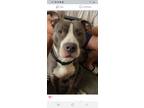 Adopt Azul a Gray/Silver/Salt & Pepper - with White American Pit Bull Terrier /