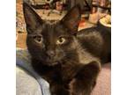 Adopt Sparky a All Black Domestic Shorthair / Mixed cat in Zimmerman