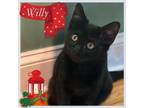 Adopt Willy a Domestic Shorthair / Mixed (short coat) cat in Port Chester
