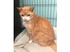 Adopt Nikki-senior a Orange or Red (Mostly) Domestic Shorthair / Mixed (short