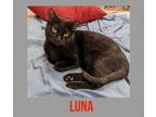 Adopt Luna a All Black Domestic Shorthair / Mixed cat in Phillipsburg