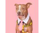 Adopt Baby Boy a Tan/Yellow/Fawn - with White Pit Bull Terrier / Mixed dog in