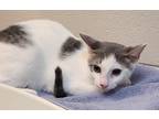 Adopt TALL TALE a Domestic Shorthair / Mixed (short coat) cat in Rome