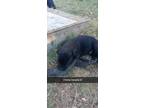 Adopt Chomp a Black Labrador Retriever / Black Mouth Cur / Mixed dog in Mexia