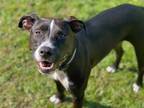 Adopt MAX a Black - with White Pit Bull Terrier / Labrador Retriever / Mixed dog