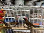Adopt 2 spice finches a Finch