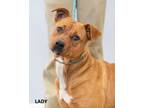 Adopt Lady a Pit Bull Terrier, Rottweiler