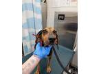 JULIET Black and Tan Coonhound Adult Female