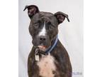Bailey American Pit Bull Terrier Adult Female
