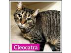 Adopt Cleocatra a Domestic Short Hair