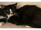Adopt Brussel Sprout-Teenager a Domestic Short Hair