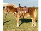 Precious 122H Kids Haflinger PonyTrail Riding Ranch Pony DeluxDrives