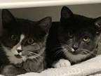 Adopt Mouse & Ziggy ~ Brother & Sister a Russian Blue, Tuxedo