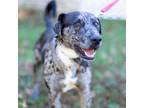 Adopt Sterling - Steve's brother a Catahoula Leopard Dog