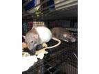 Adopt Remi and Mop a Rat