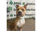 Adopt Margo a Pit Bull Terrier