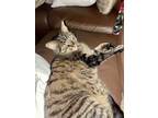 Adopt Kaya a Brown Tabby American Shorthair / Mixed (short coat) cat in Carmel