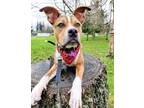 Adopt Rookie a Brown/Chocolate - with White Boxer / Staffordshire Bull Terrier /