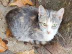 Adopt Gracie a Calico or Dilute Calico Domestic Shorthair / Mixed (short coat)
