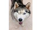 Adopt Shiloh a Black Husky / Mixed dog in Belleville, MI (33475319)