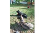 Adopt Rebel - Located in Michigan a Brindle Dutch Shepherd / Mixed dog in Imlay