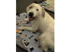 Adopt Scruffy a White - with Red, Golden, Orange or Chestnut Labradoodle /