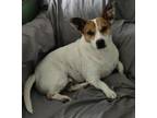 Adopt Bandit a White - with Red, Golden, Orange or Chestnut Jack Russell Terrier