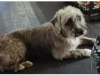 Adopt Samson a Gray/Silver/Salt & Pepper - with Black Labradoodle / Terrier