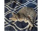 Adopt Montey a Domestic Shorthair / Mixed cat in Camden, SC (33473964)