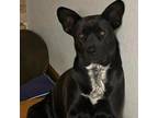 Adopt Bella (805) a Black German Shepherd Dog / Mixed dog in Pueblo