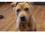 Adopt Rahri a Tan/Yellow/Fawn - with White American Staffordshire Terrier /