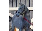 Adopt Pasha a Gray Arabian horse in Nicholasville, KY (33473558)