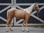 Adopt Malibu a Palomino Tennessee Walking Horse / Grade horse in Nicholasville